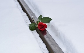 Красная роза на рельсах зимой