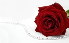 Красная роза с бусами на белом фоне