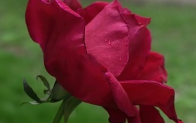 Красная роза с нежными лепестками 