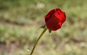 Красная роза с ароматными лепестками