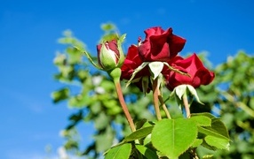 Красные розы на клумбе на фоне голубого неба