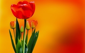 Красный тюльпан с бутонами на оранжевом фоне