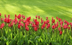 Red tulips in a flowerbed near a green lawn
