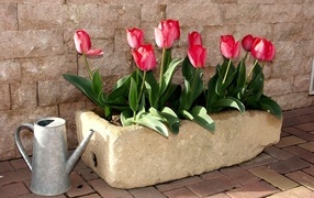 Red tulips in a pot against the wall