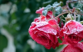 Красные увядшие розы в холодном инее 