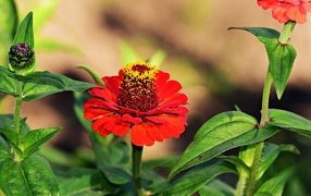 Красные цветы цинния на клумбе