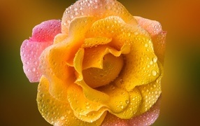 Роза с оранжевыми лепестками в каплях росы