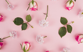 Розы с листьями и цветами хризантемы на розовом фоне