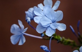 Мелкие голубые цветы крупным планом