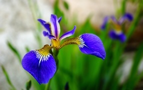 Маленький нежный синий цветок ириса