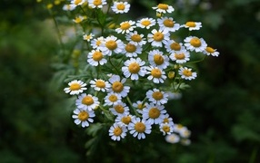 Мелкие цветы садовой ромашки
