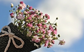 Маленькие цветы гипсофила в корзине