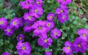 Мелкие сиреневые цветы обриета