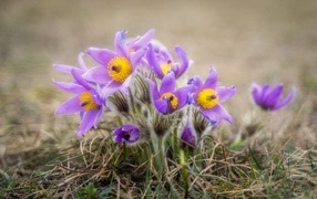 Маленькие цветы прострела растут в траве