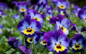 Маленькие цветы Анютины глазки