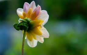 Маленький розовый цветок георгина