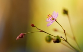 Маленькие розовые нежные цветы крупным планом