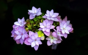 Мелкие розовые цветы на черном фоне