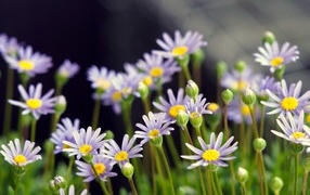 Маленькие фиолетовые ромашки крупным планом