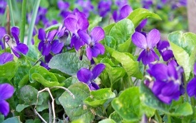 Маленькие фиолетовые цветы фиалки