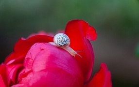 Маленькая улитка на цветке пиона