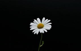 Маленькая нежная белая ромашка на черном фоне