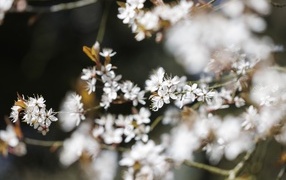 Мелкие белые цветы абрикоса на ветках весной