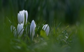 Маленькие белые цветы крокуса пробиваются в зеленой траве