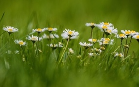 Маленькие белые ромашки в зеленой траве