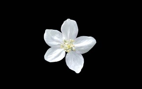 Маленький белый цветок на черном фоне