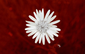 Маленький белый цветок на красном фоне