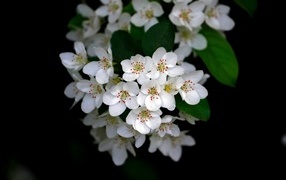 Мелкие белые цветы на ветке весной