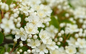 Мелкие белые цветы на кусту
