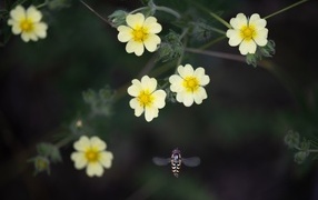 Маленькие желтые цветы лапчатка 