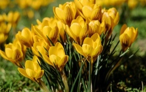 Маленькие желтые крокусы распустились весной 