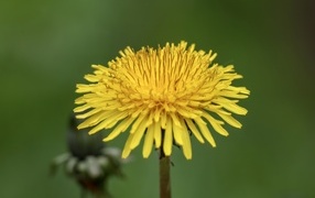 Маленький желтый одуванчик на зеленом фоне