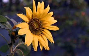 Маленький желтый цветок полевого подсолнуха