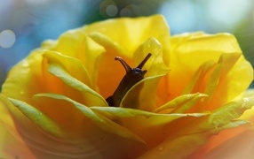 Snail hiding in a yellow rose flower