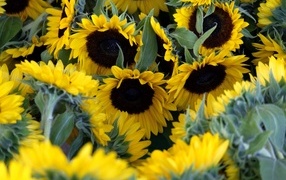 Подсолнухи цветут на поле летом