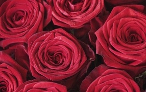 Махровые цветы красной розы