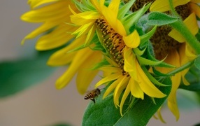 Пчела кружит у цветов подсолнуха