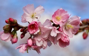 Первые розовые цветы на ветке дерева весной