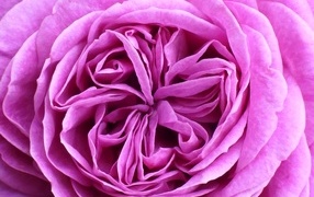 Середина красивой розовой садовой розы