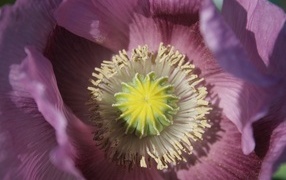 Серединка розового полевого мака