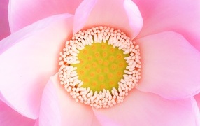 The middle of a pink lotus flower