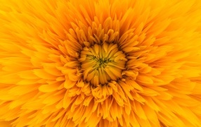 Середина желтого цветка хризантемы