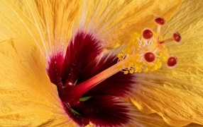 Серединка оранжевого цветка гибискуса