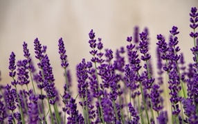 Тонкие стебли с цветами лаванды на поле