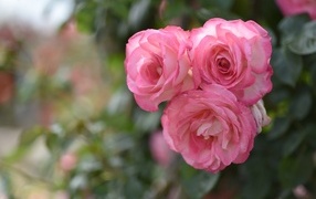 Three pink park roses close up