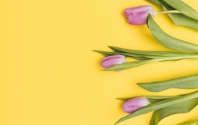 Три розовых тюльпана на желтом фоне